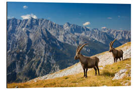 Magnettafel Steinböcke im Nationalpark Berchtesgaden vor Watzmann