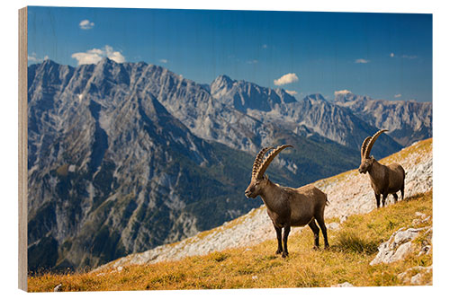 Wood print Two Alpine Ibex in front of Mount Watzmann