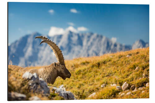 Aluminium print Alpine Ibex in front of Mount Watzmann