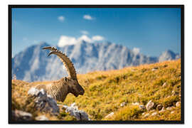 Gerahmter Kunstdruck Steinbock im Nationalpark Berchtesgaden vor Watzmann