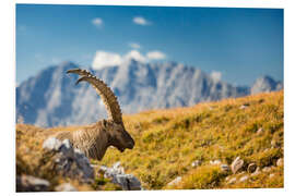 Tableau en PVC Alpine Ibex in front of Mount Watzmann