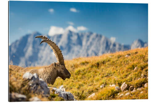 Galleriataulu Alpine Ibex in front of Mount Watzmann