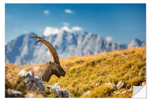 Wandsticker Steinbock im Nationalpark Berchtesgaden vor Watzmann