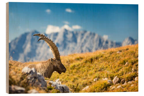 Wood print Alpine Ibex in front of Mount Watzmann