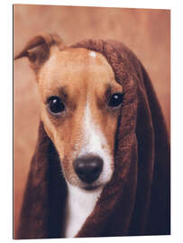 Gallery print  Jack Russel 