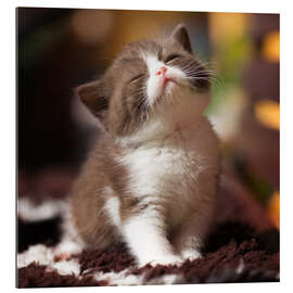 Gallery print Kitten enjoys the sun