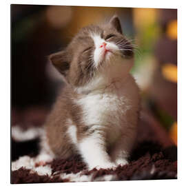 Magnettafel Kitten genießt die Sonne