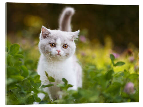 Acrylic print Kitten on a green meadow