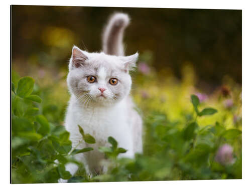 Aluminium print Kitten on a green meadow