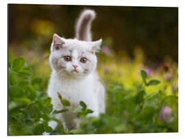 Quadro em alumínio Kitten on a green meadow