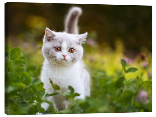 Canvas print Kitten on a green meadow