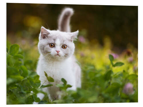 Foam board print Kitten on a green meadow