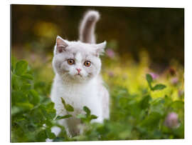 Gallery print Kitten on a green meadow