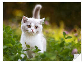 Vinilo para la pared Kitten on a green meadow