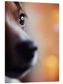 Foam board print PERSPECTIVE - Jack Russel eye