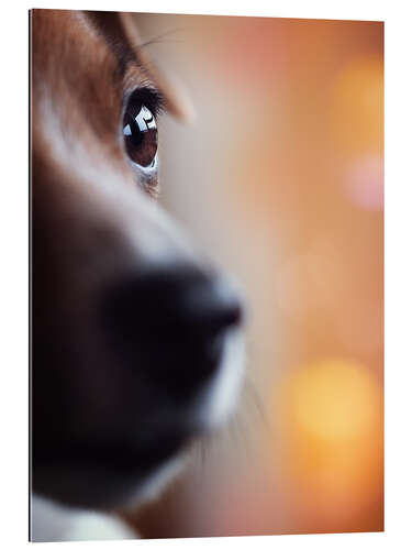 Galleritryck PERSPECTIVE - Jack Russel eye