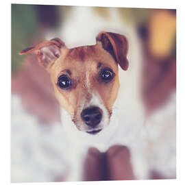 Foam board print Jack Russel