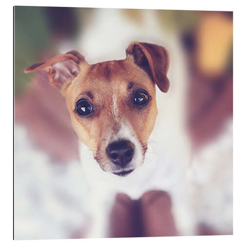 Cuadro de plexi-alu Jack Russel