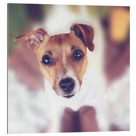 Gallery print Jack Russel