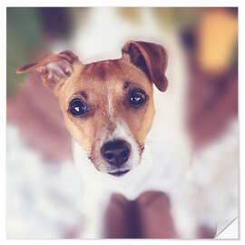 Vinilo para la pared Jack Russel