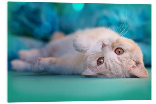 Akrylbilde Cute cream kitten in bed