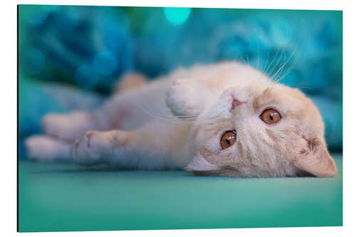 Tableau en aluminium Cute cream kitten in bed