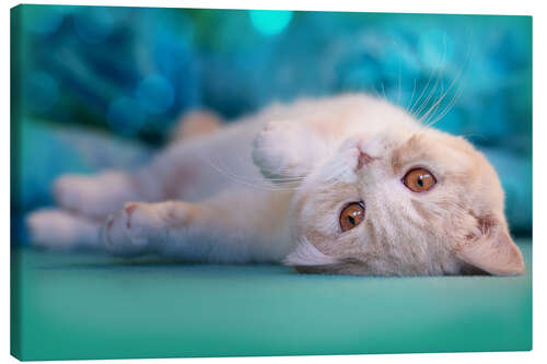 Lienzo Cute cream kitten in bed