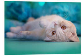 PVC-taulu Cute cream kitten in bed