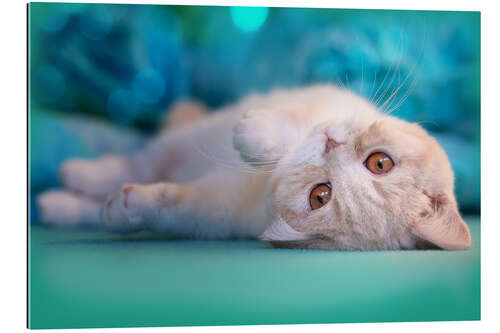 Tableau en plexi-alu Cute cream kitten in bed