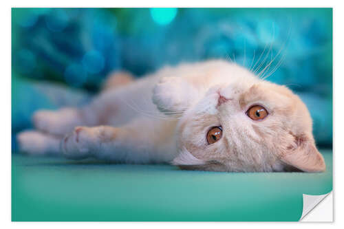 Vinilo para la pared Cute cream kitten in bed