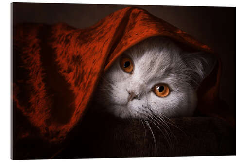 Quadro em acrílico Little Red Riding Hood? British short-haired cat under red blanket