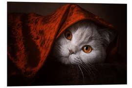 Foam board print Little Red Riding Hood? British short-haired cat under red blanket