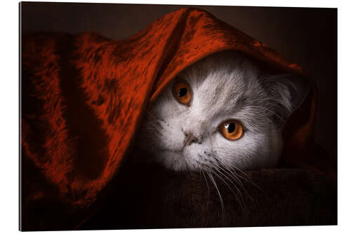 Gallery print Little Red Riding Hood? British short-haired cat under red blanket