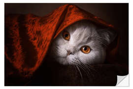 Vinilo para la pared Little Red Riding Hood? British short-haired cat under red blanket