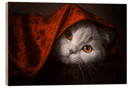 Quadro de madeira Little Red Riding Hood? British short-haired cat under red blanket