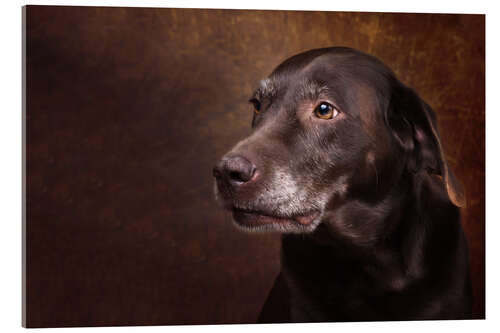 Acrylic print Old Chocolate Labrador Portrait