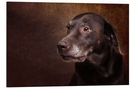 Tableau en aluminium Old Chocolate Labrador Portrait