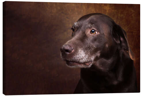 Canvas-taulu Old Chocolate Labrador Portrait