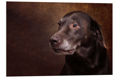 Foam board print Old Chocolate Labrador Portrait