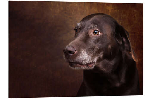 Galleritryck Old Chocolate Labrador Portrait