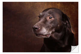 Wandsticker Alter Chocolate Labrador Portrait