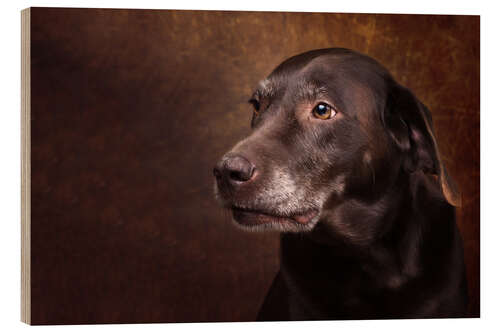 Holzbild Alter Chocolate Labrador Portrait