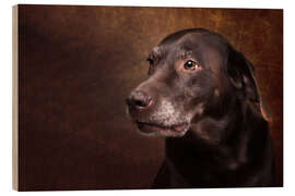 Wood print Old Chocolate Labrador Portrait