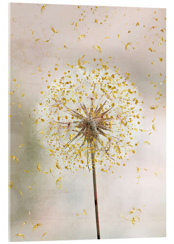 Akryylilasitaulu Dandelion