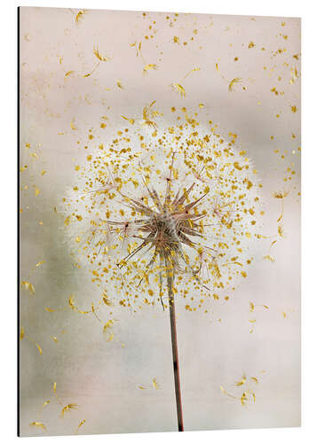 Aluminium print Dandelion