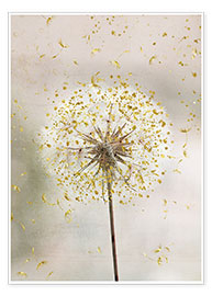 Poster  Dandelion - Andrea Haase Foto