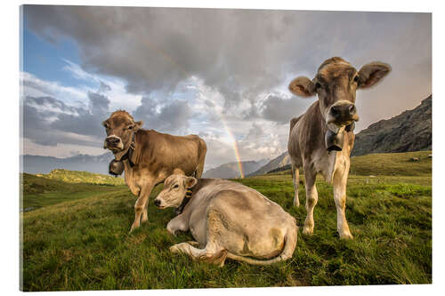 Acrylic print Rainbow and cows, Valtellina, Lombardy, Italy