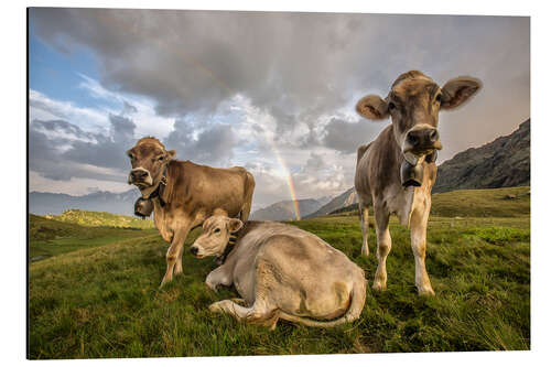 Obraz na aluminium Rainbow and cows, Valtellina, Lombardy, Italy