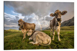 Aluminiumtavla Rainbow and cows, Valtellina, Lombardy, Italy