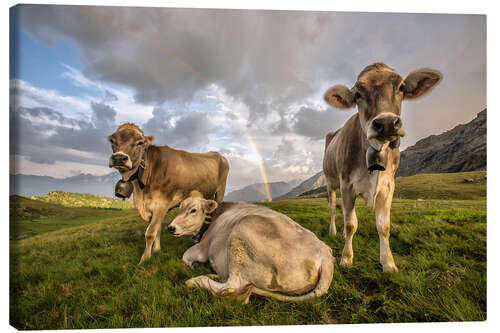 Obraz na płótnie Rainbow and cows, Valtellina, Lombardy, Italy